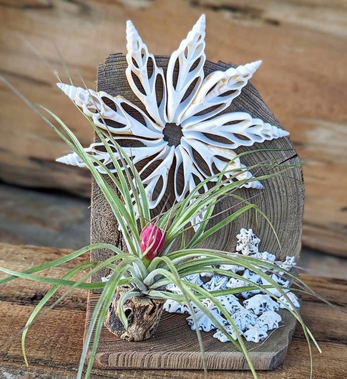 Handcrafted Live Air Plant Terrarium With Seashell And Driftwood